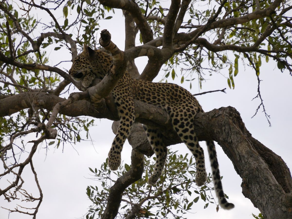 Chiefs leopard