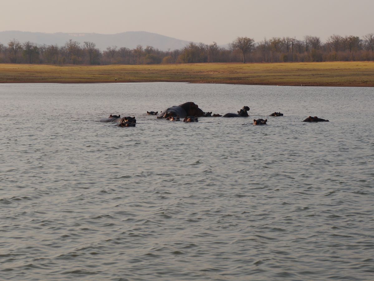 Lake Kariba hippos