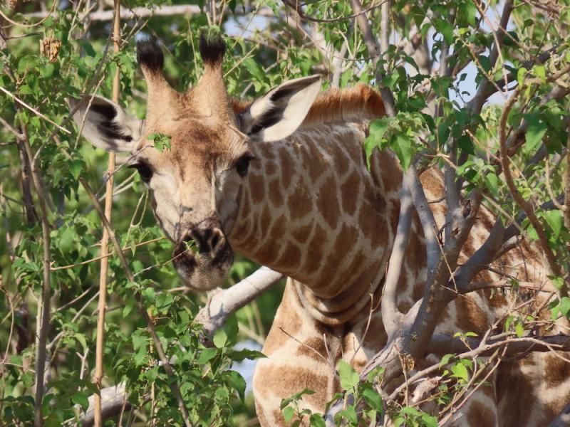 Giraffe im Moremi Wildreservat