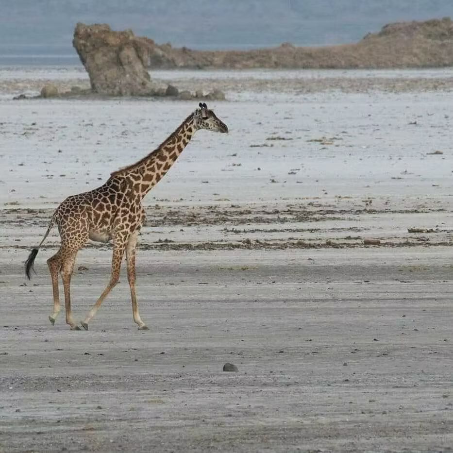 Lake Natron region giraffe