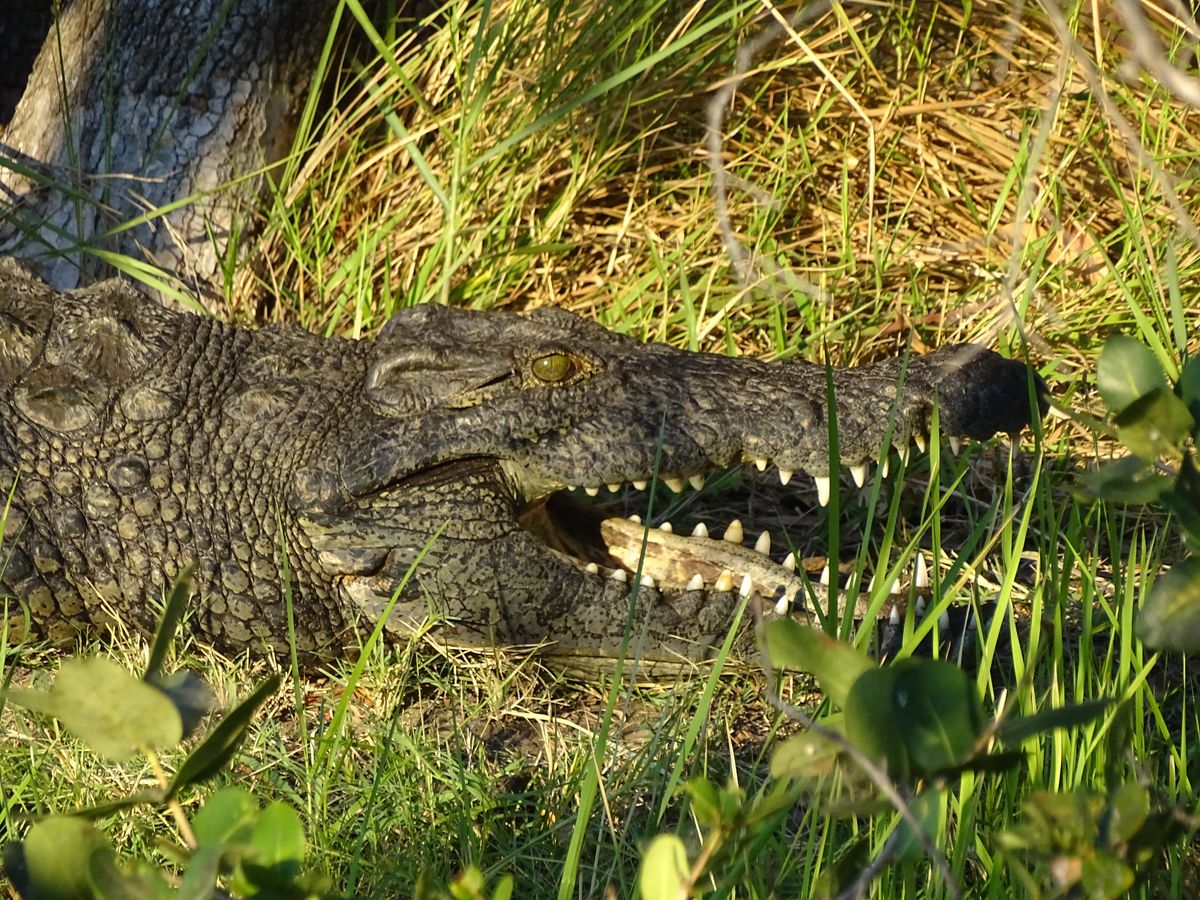 Botswana croc