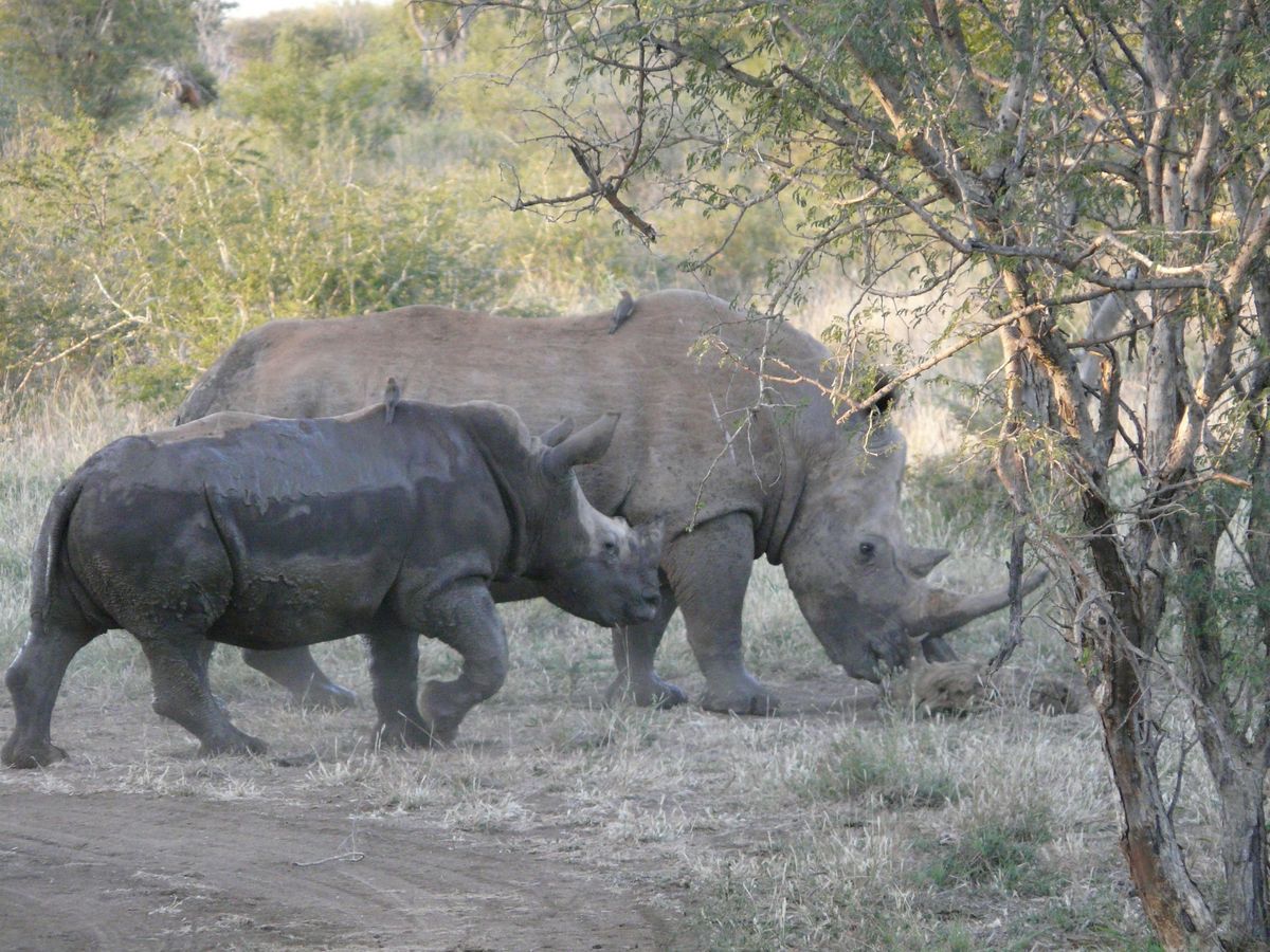 Madikwe rhinos