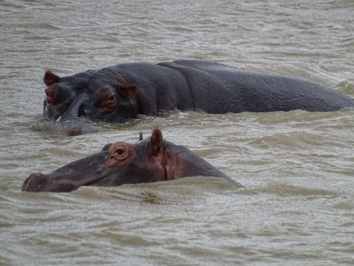 St. Lucia Hippos
