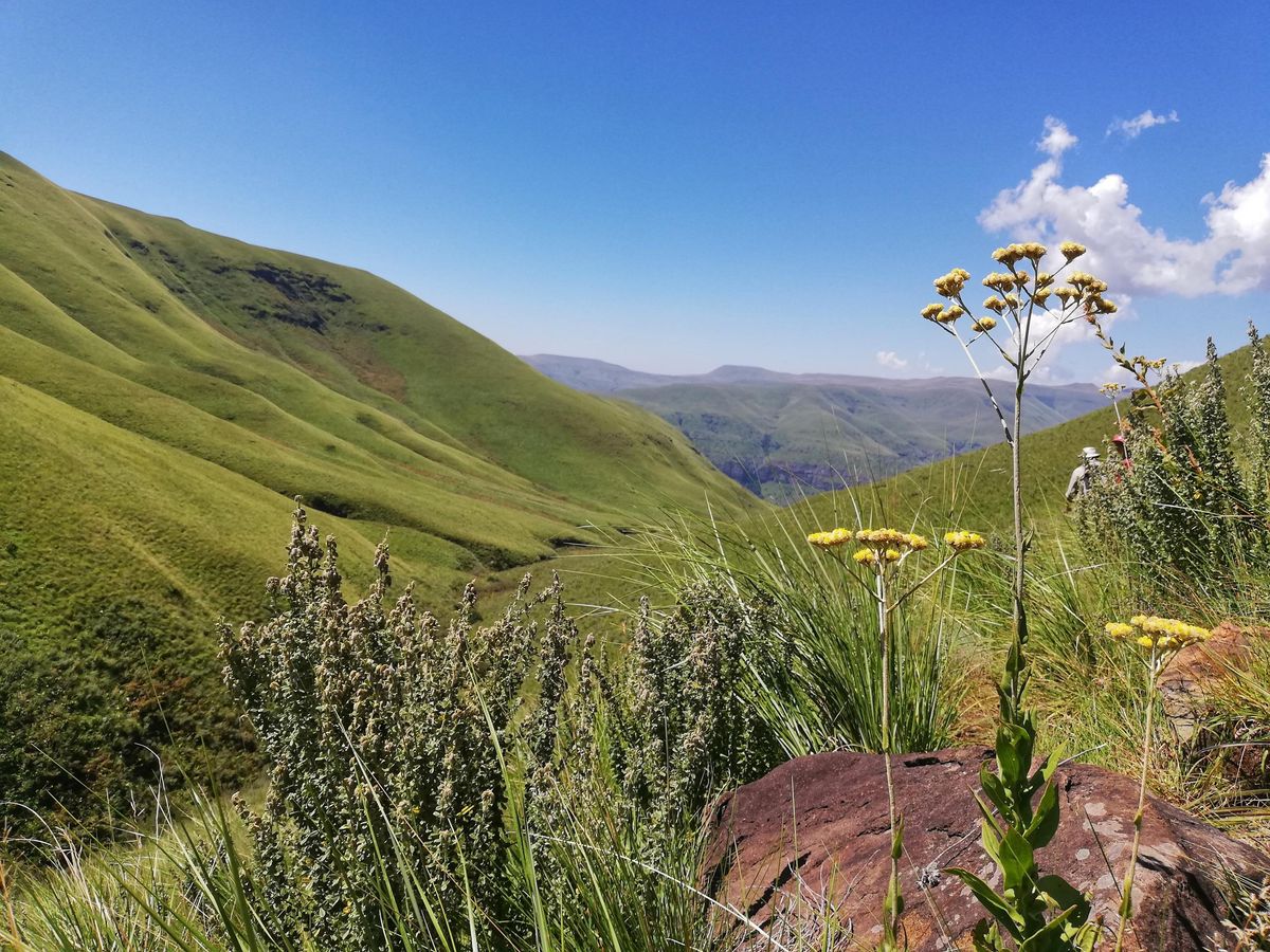Drakensberg flowers