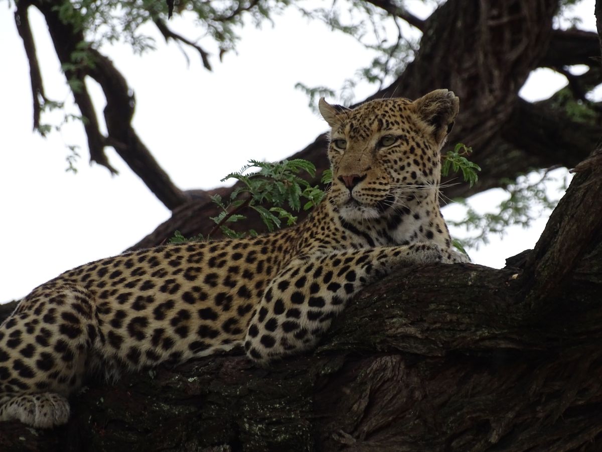 Moremi leopard