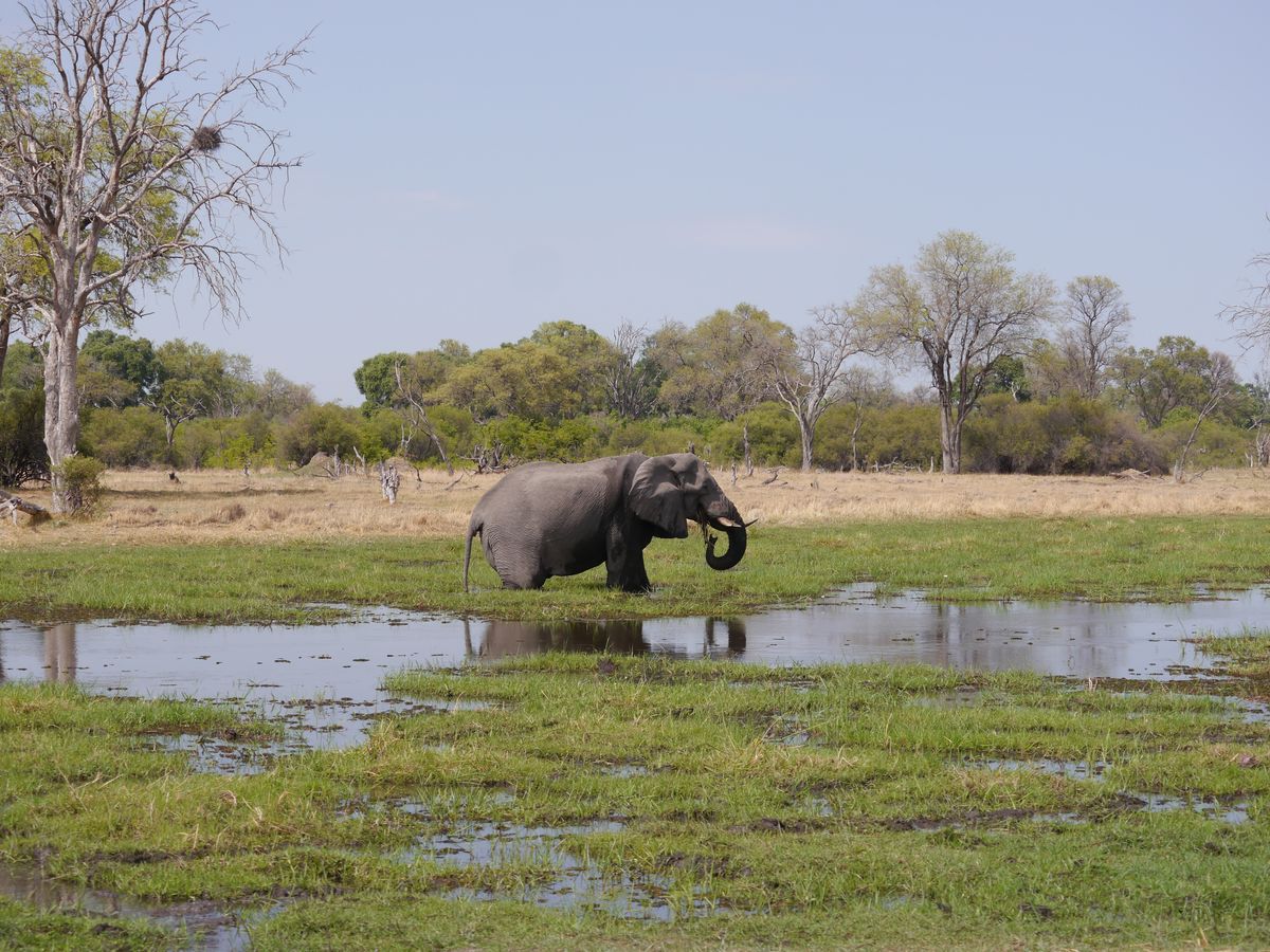 Mudumu elefant