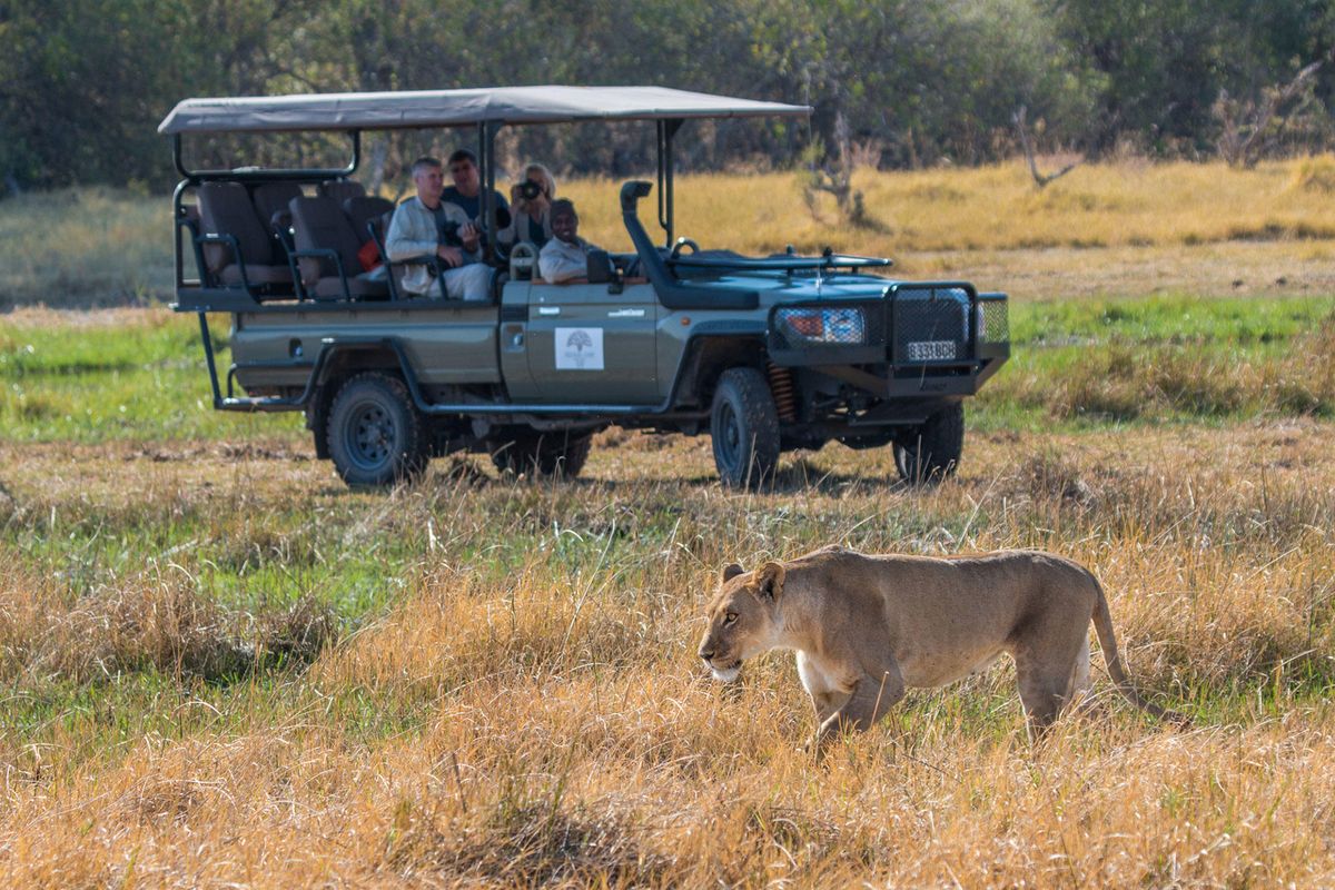 Verneys game drive lion
