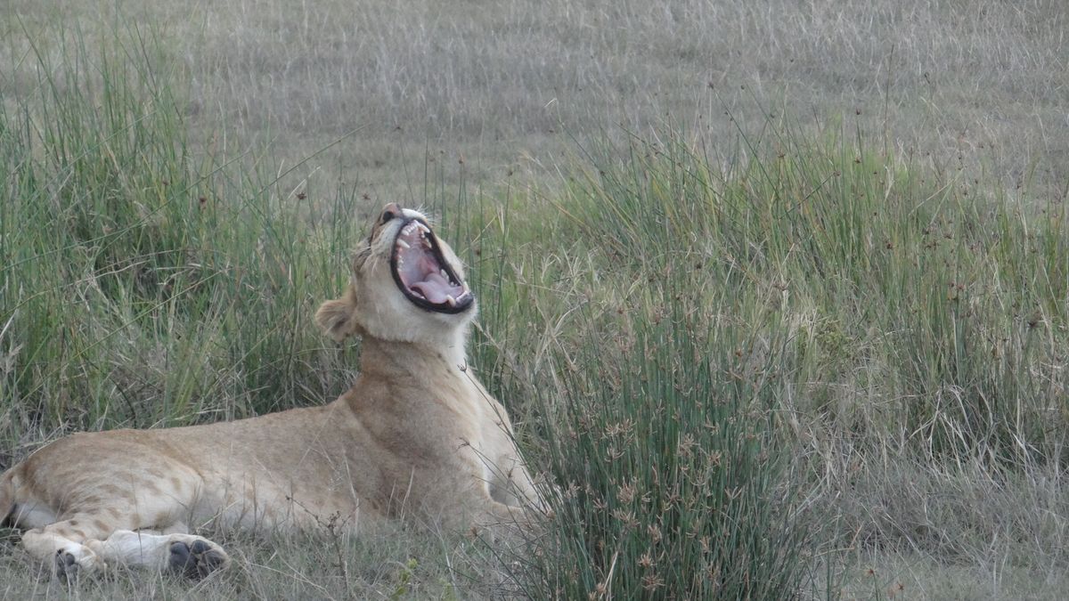 Ngorongoro Löwin