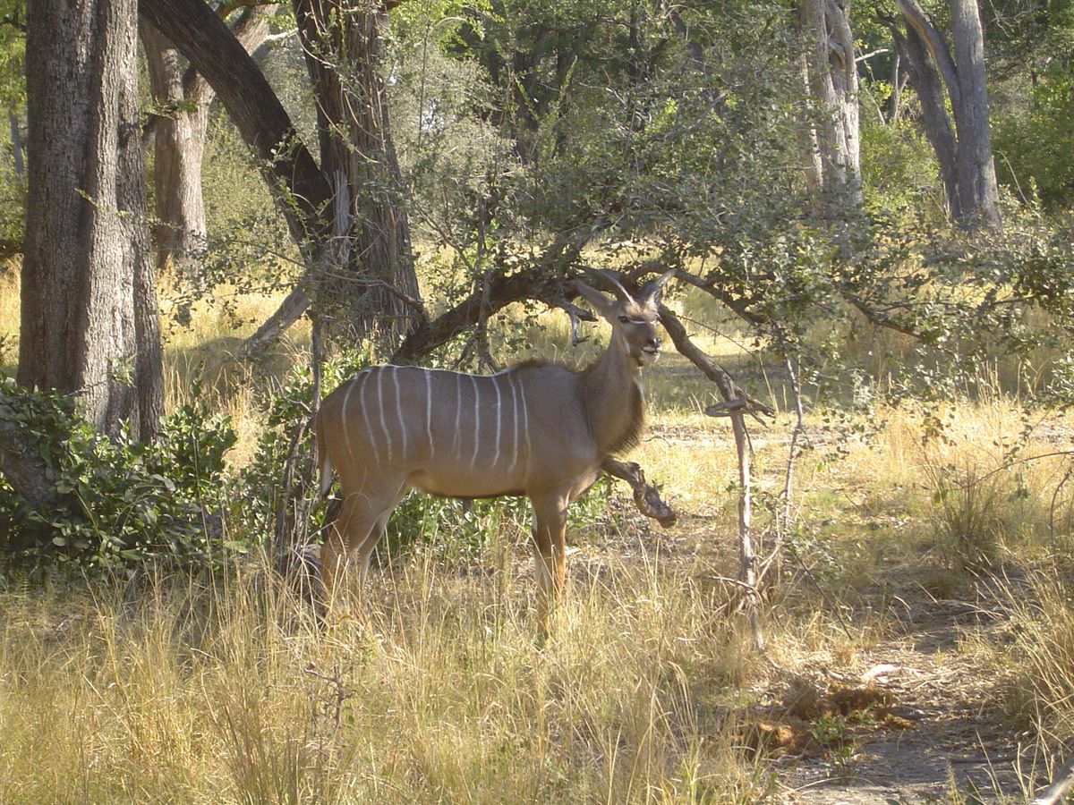 Moremi kudu