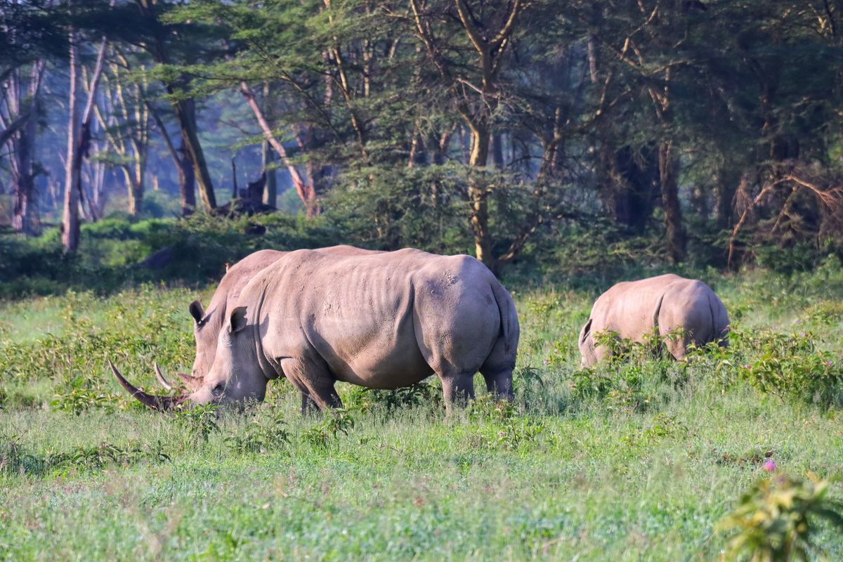 Lake Nakuru white rhinos
