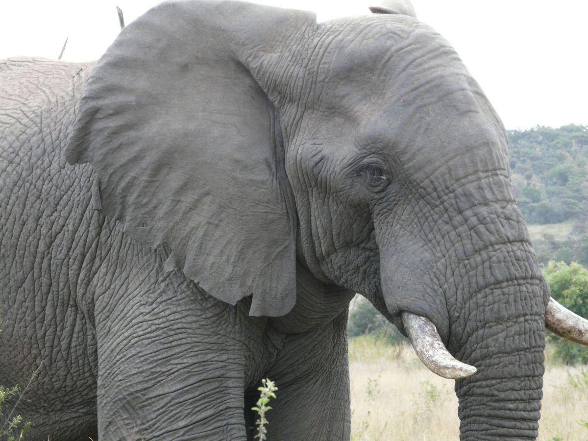 Welgevonden elephant