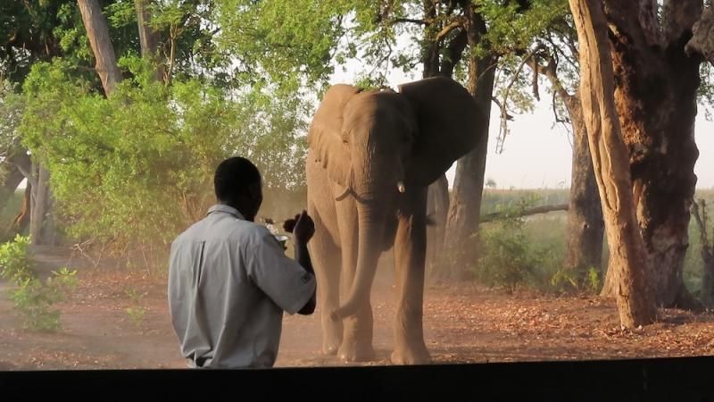 Elefantenbesuch beim Frühstück im Okavango Delta