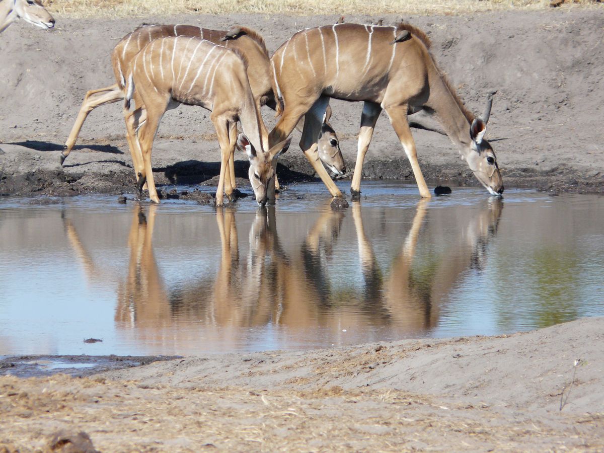 Hwange kudus