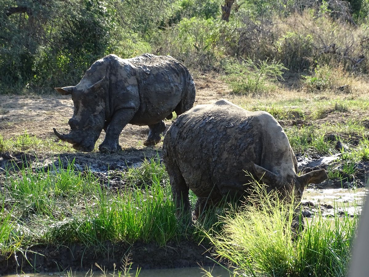 Hluhluwe rhinos