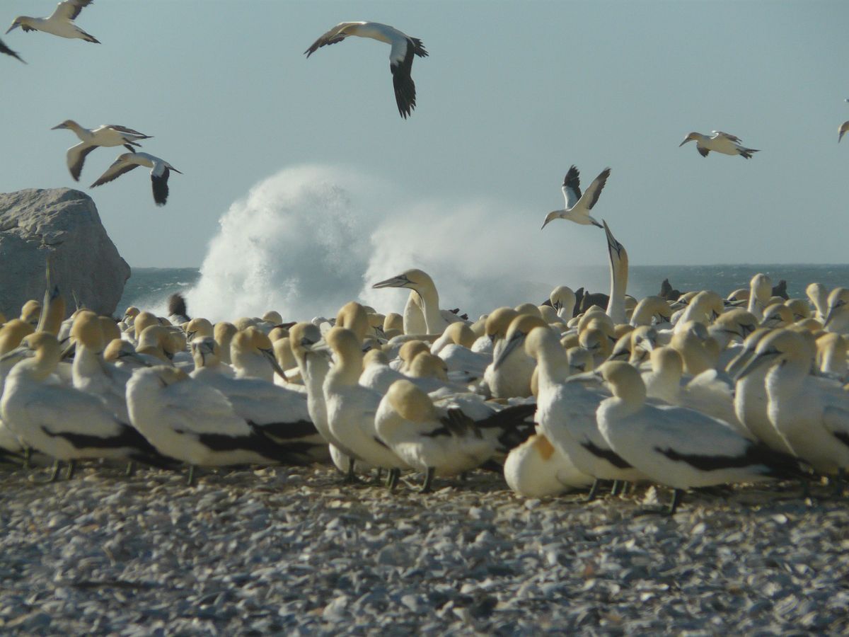 Südafrika Westcoast Cape Gannet (Kaptölpel)