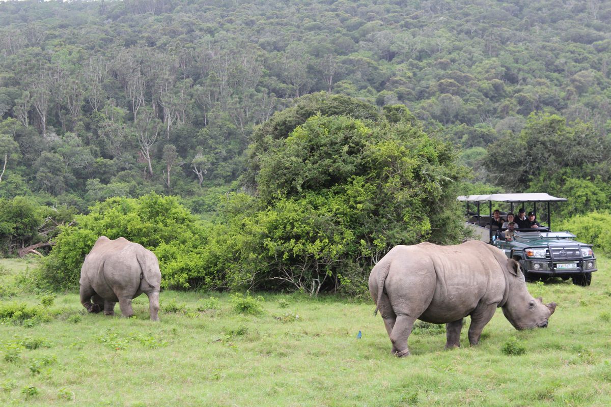Sibuya Game Drive - Rhinos