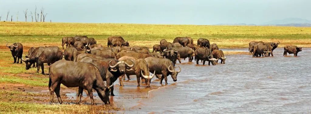 Matusadona buffalos