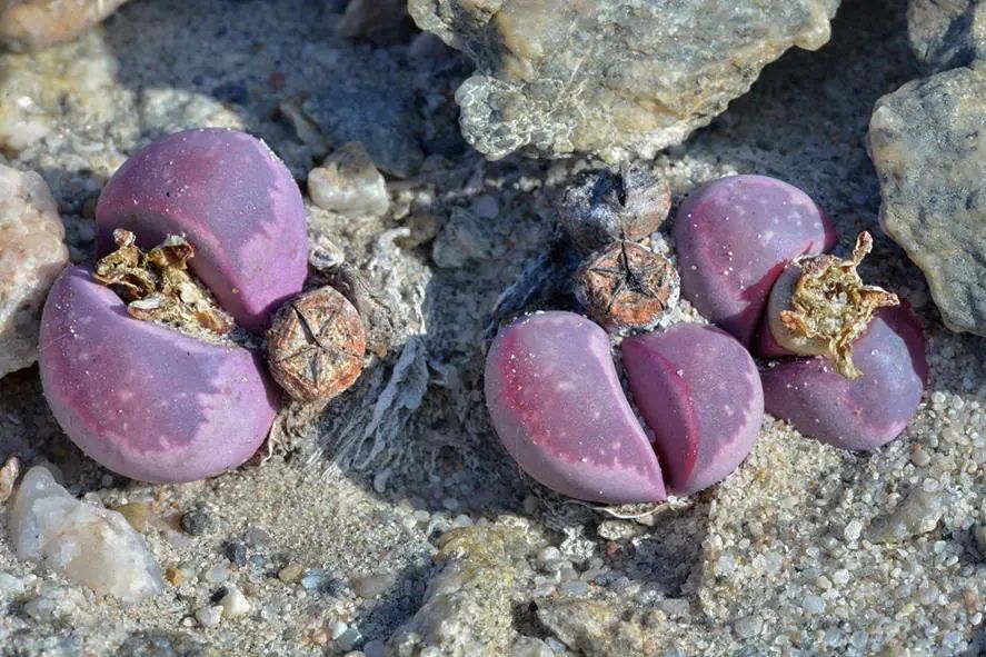Alte Kalköfen Lodge lithops