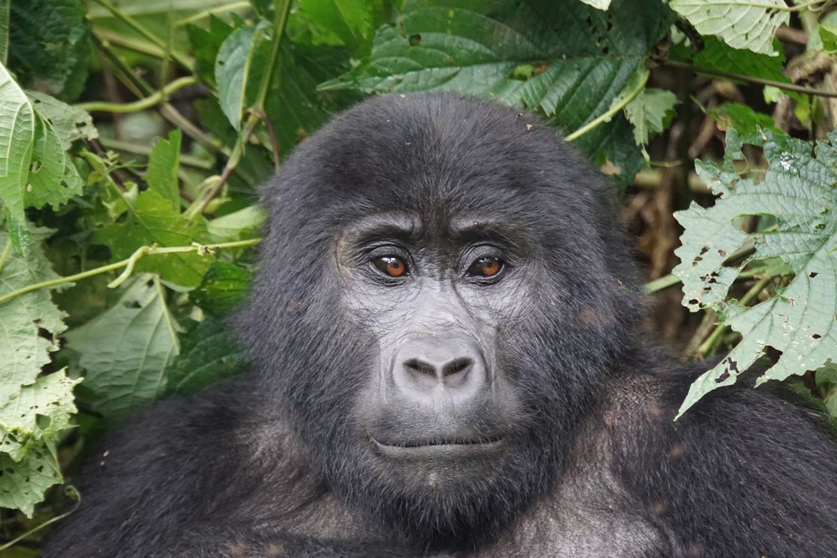 Uganda bwindi gorilla trekking