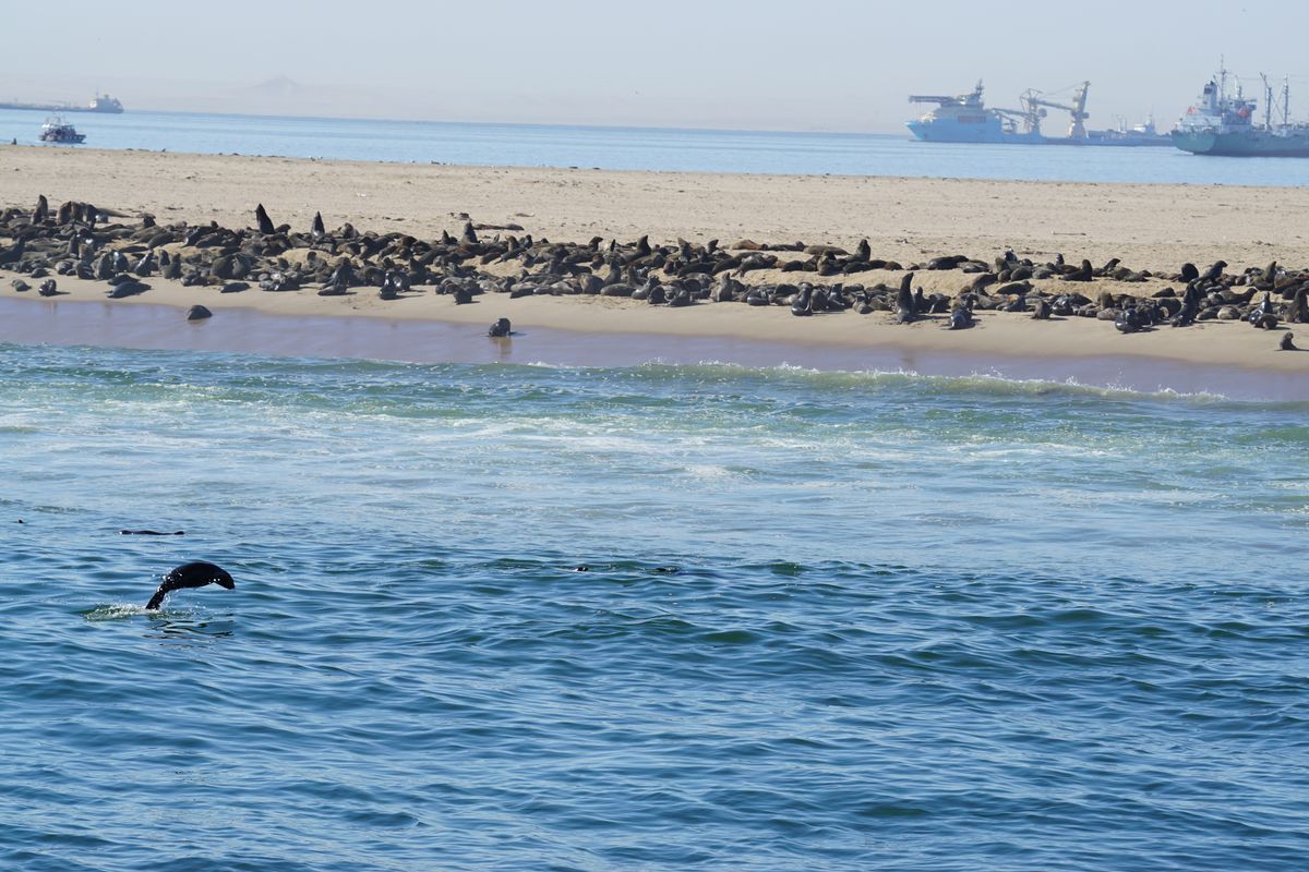 Walvis Bay Catamaran Charters