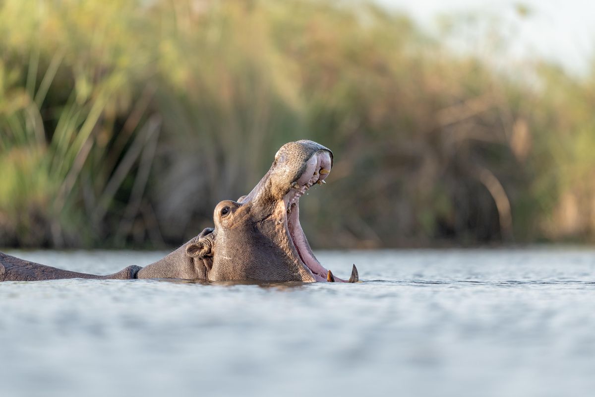 Okavango Hippo