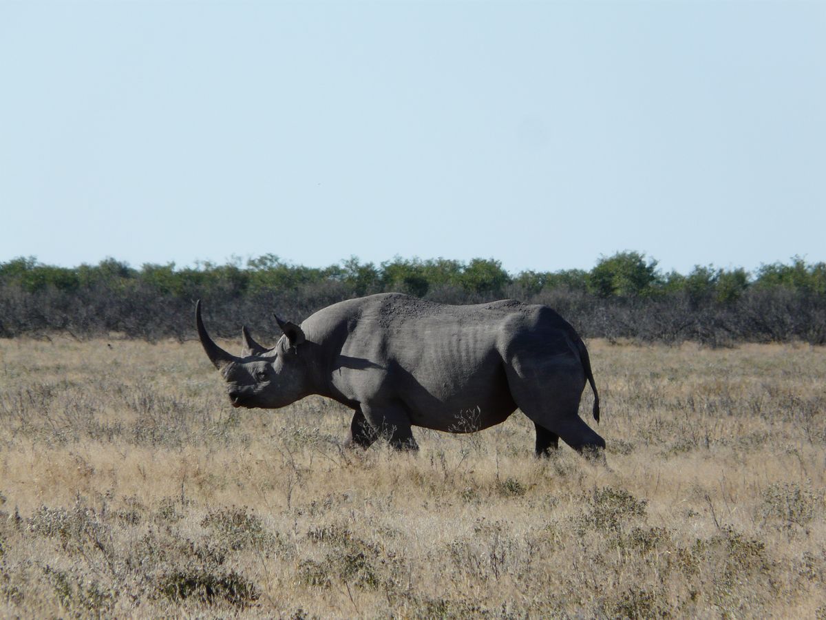 Etosha black rhino