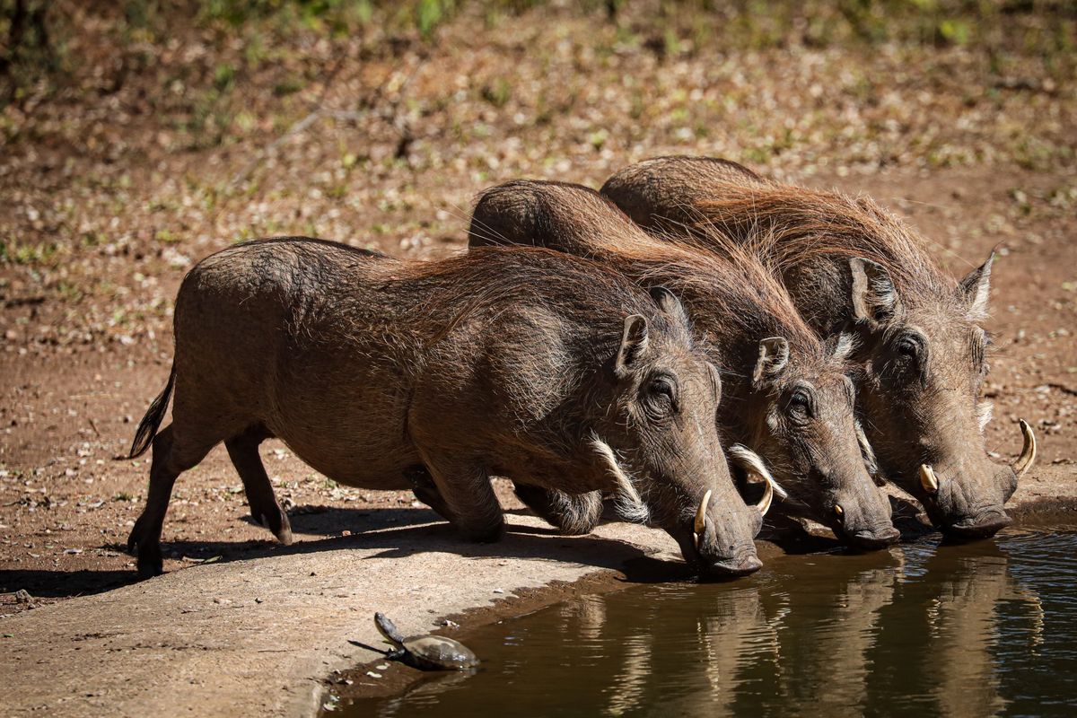 Majete warthogs