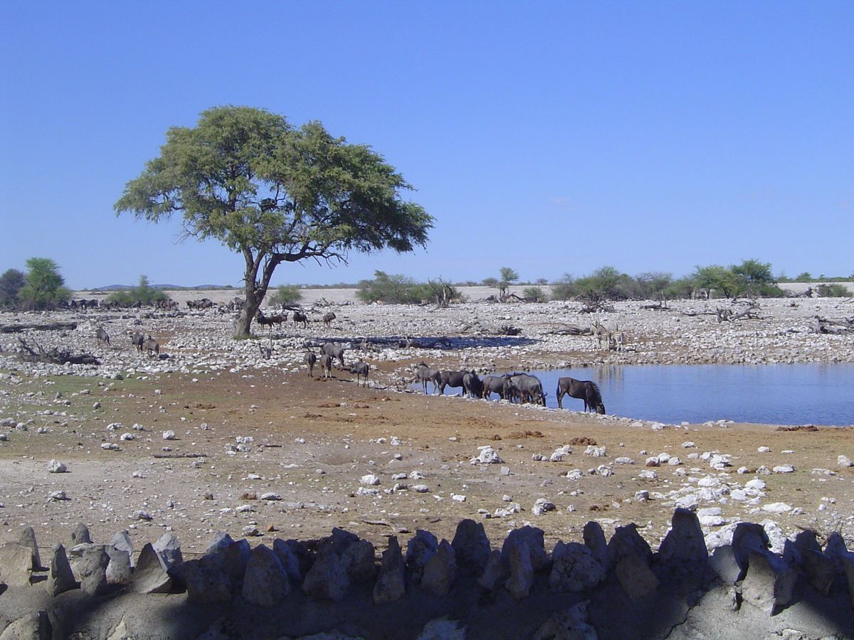 Okaukuejo waterhole