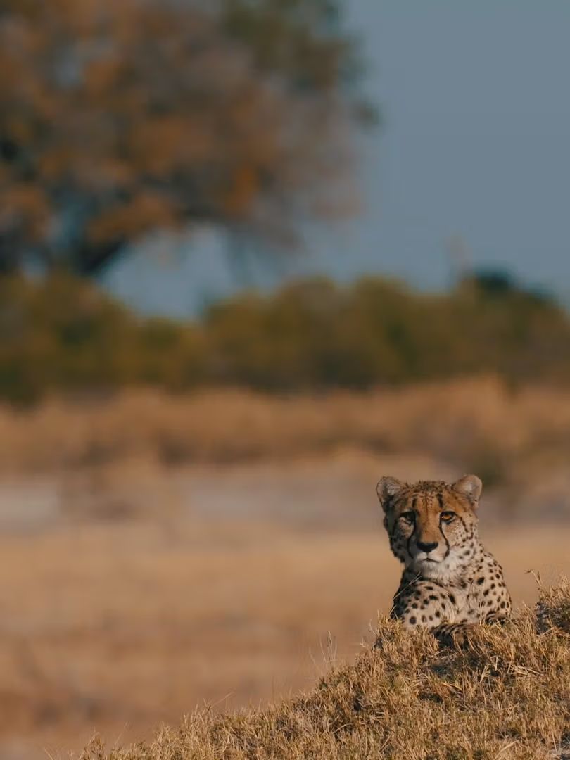 Chiefs cheetah