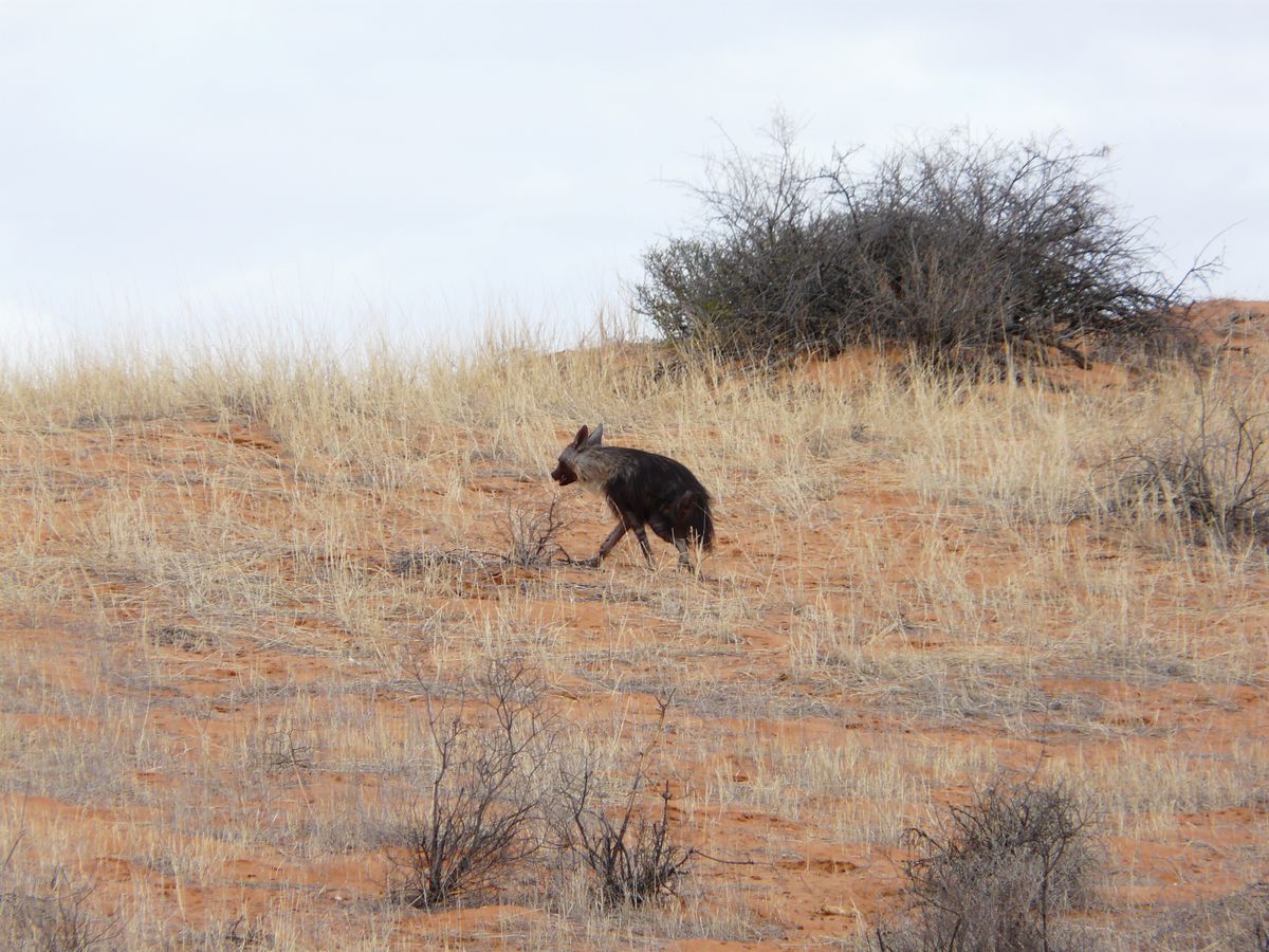 Kgalagadi brown hyena