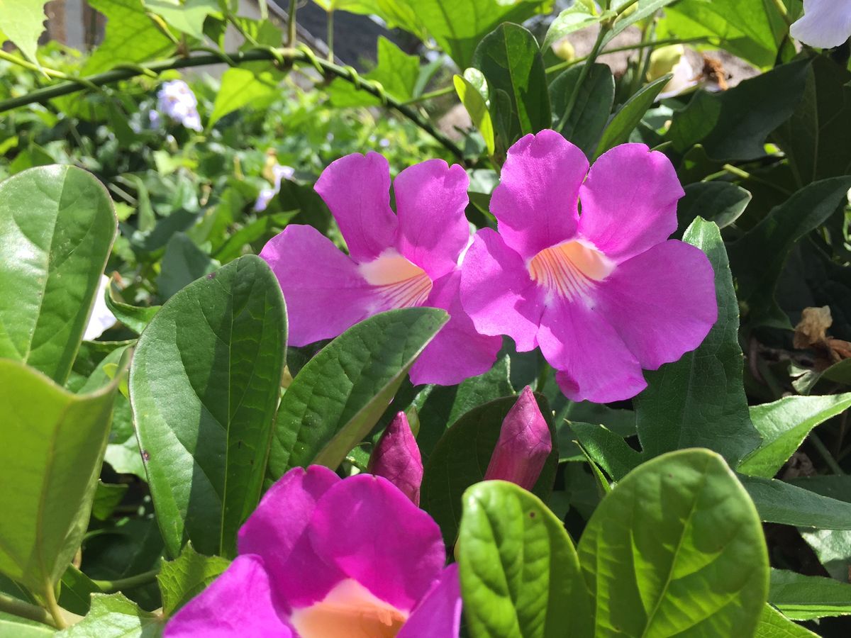 Madagassische Flora