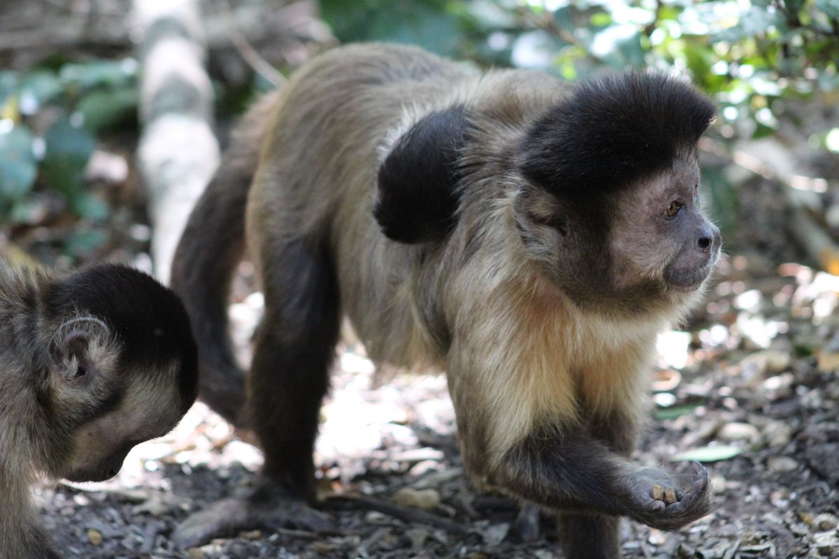 Plettenberg Bay Monkeyland