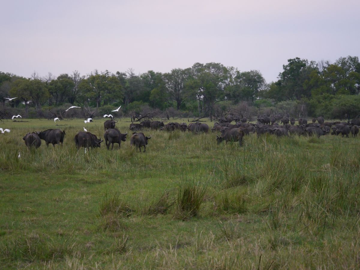 Chiefs buffalos
