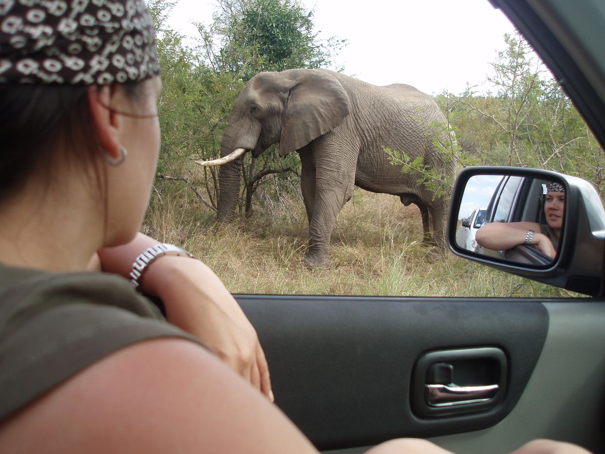 Krüger close Elephant encounter