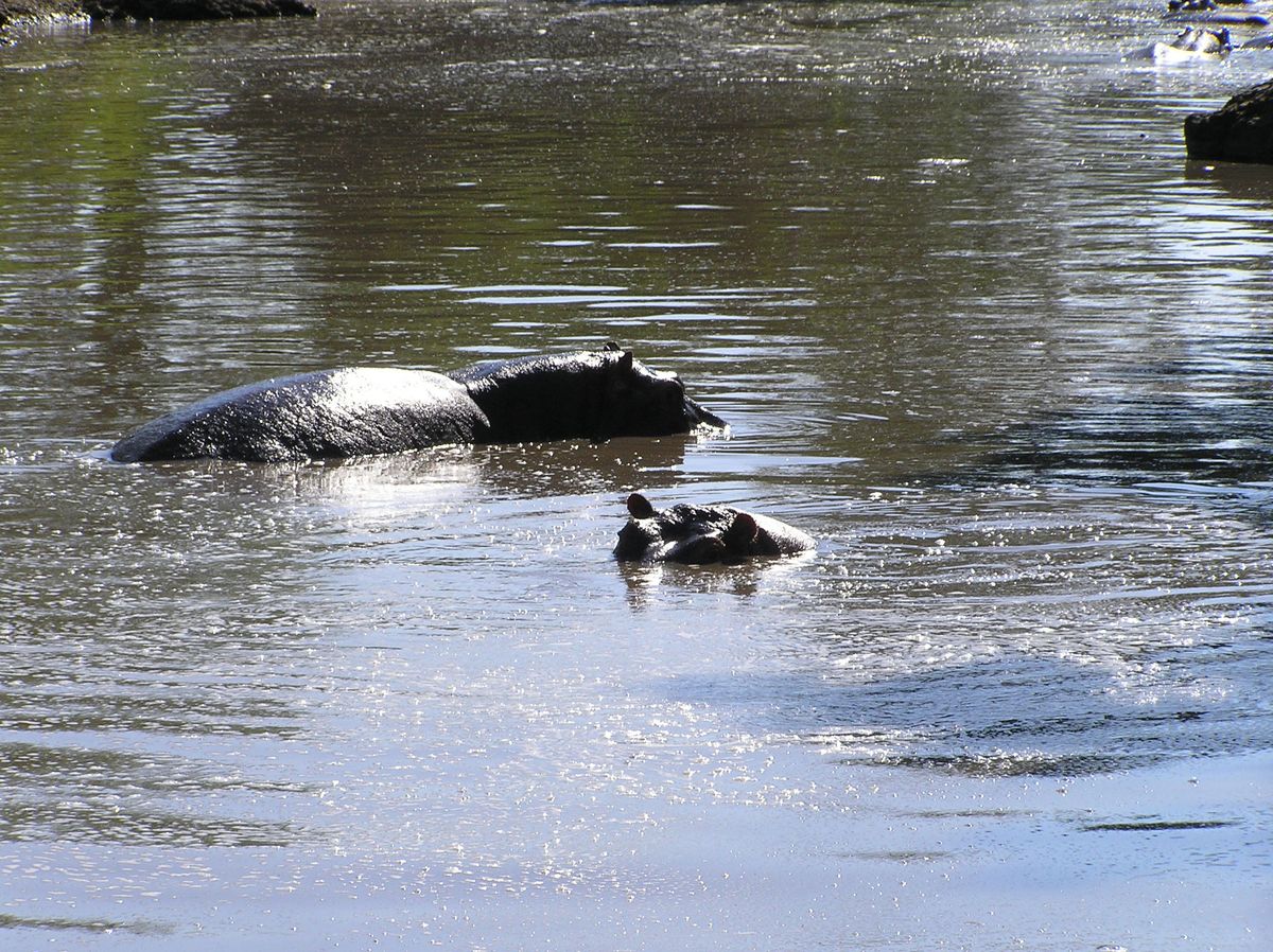 Nyerere hippos
