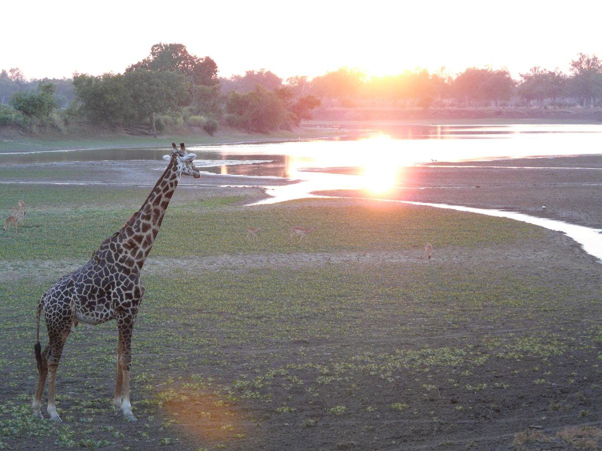 South Luangwa giraffe sunset