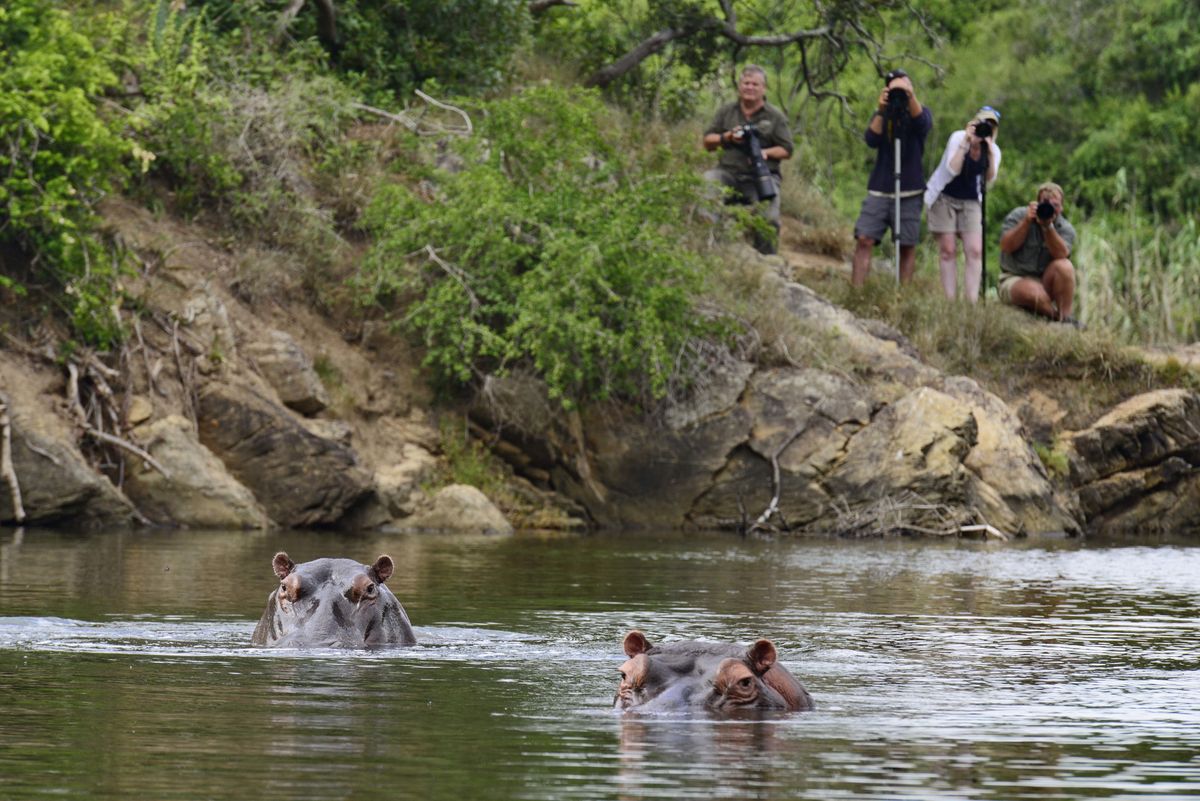 Kariega River Lodge hippos