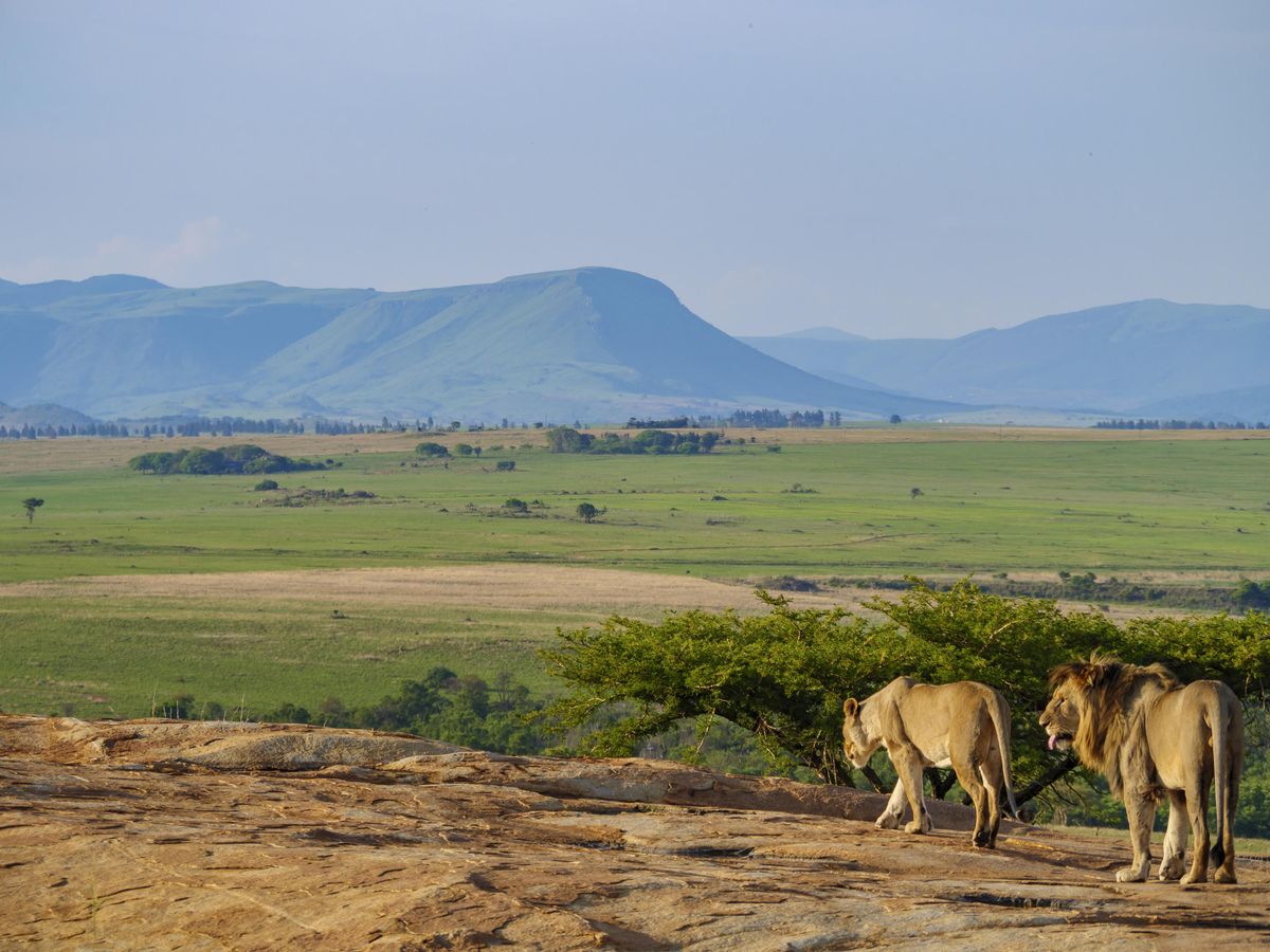 Nkomazi lions