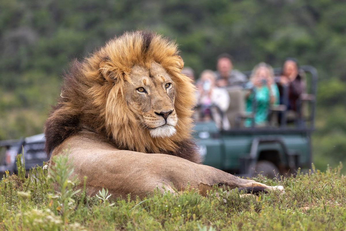 Kariega game drive lion