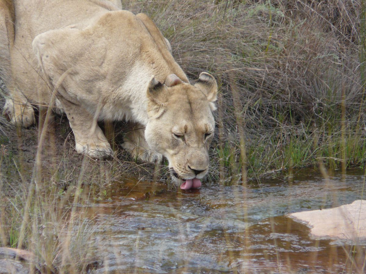 Welgevonden lioness drinking
