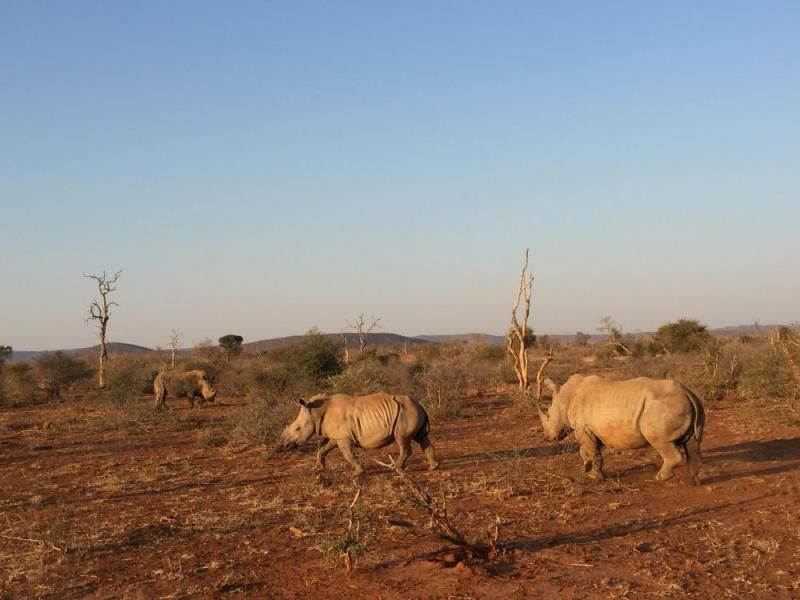 Nashörner in der Abendsonne im Madikwe