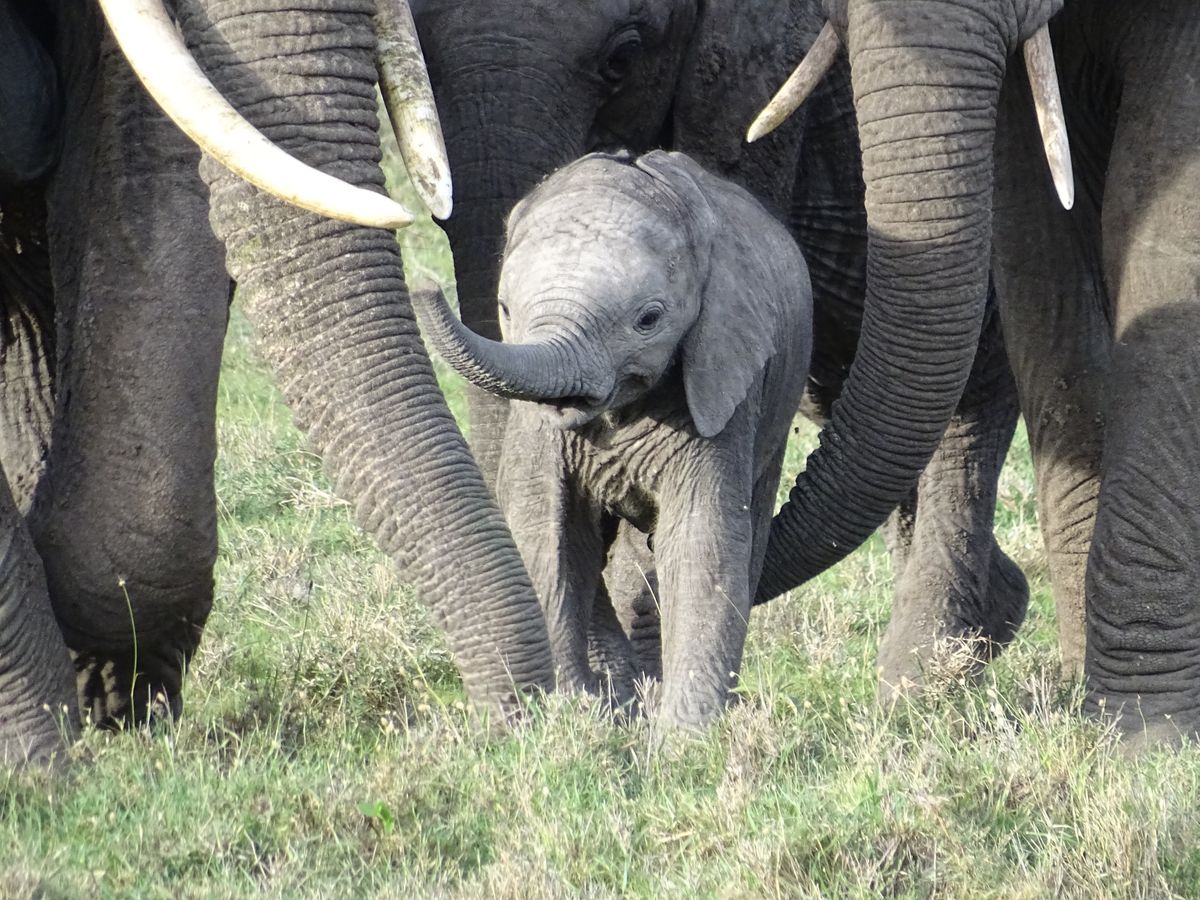 Masai Mara elephants