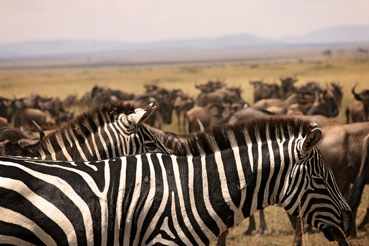 Masa Mara gnus and zebras