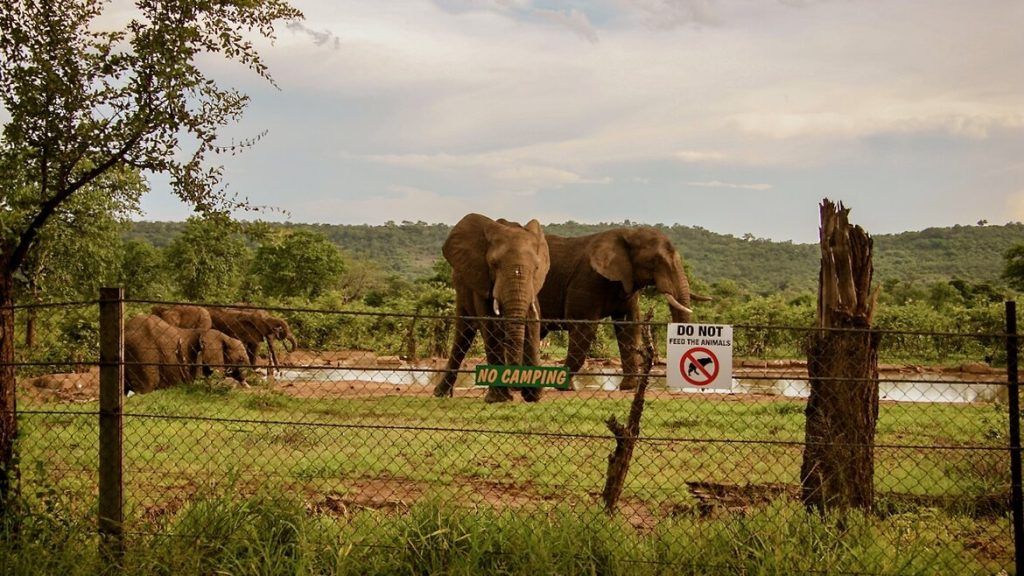 Punda Maria waterhole