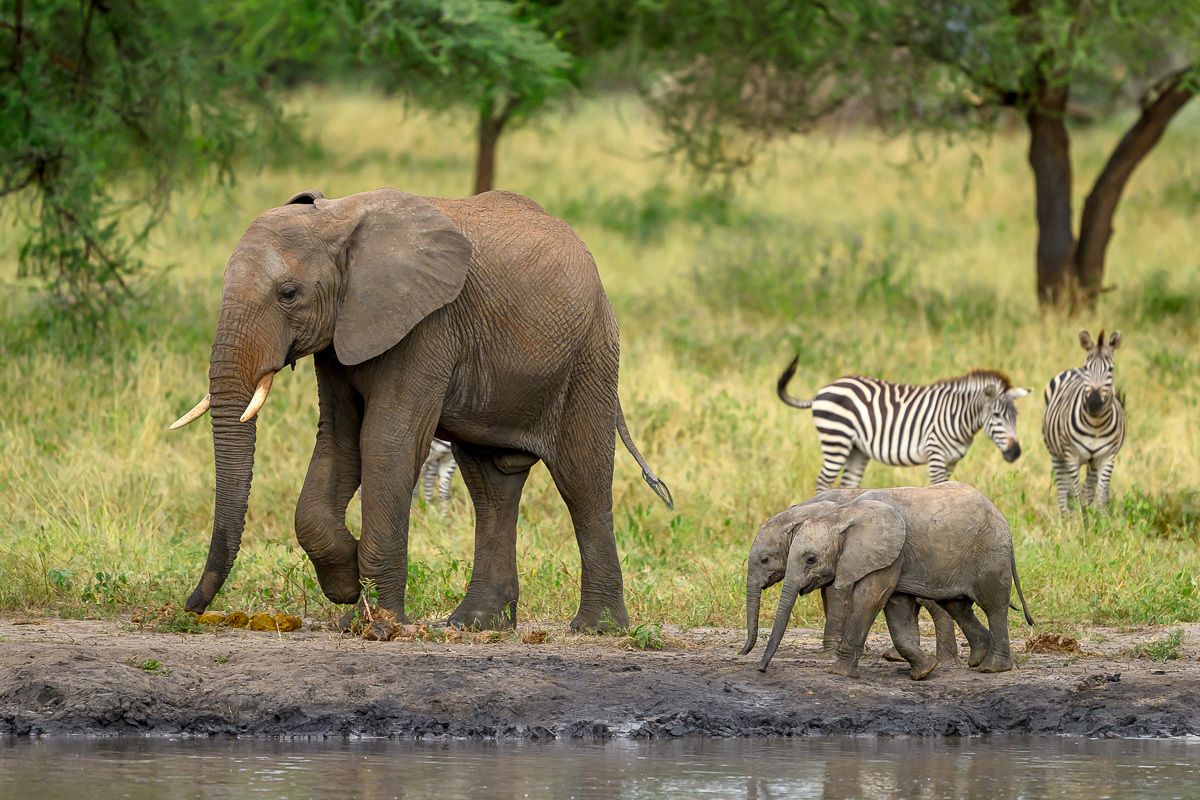 Tansania elephant and zebras