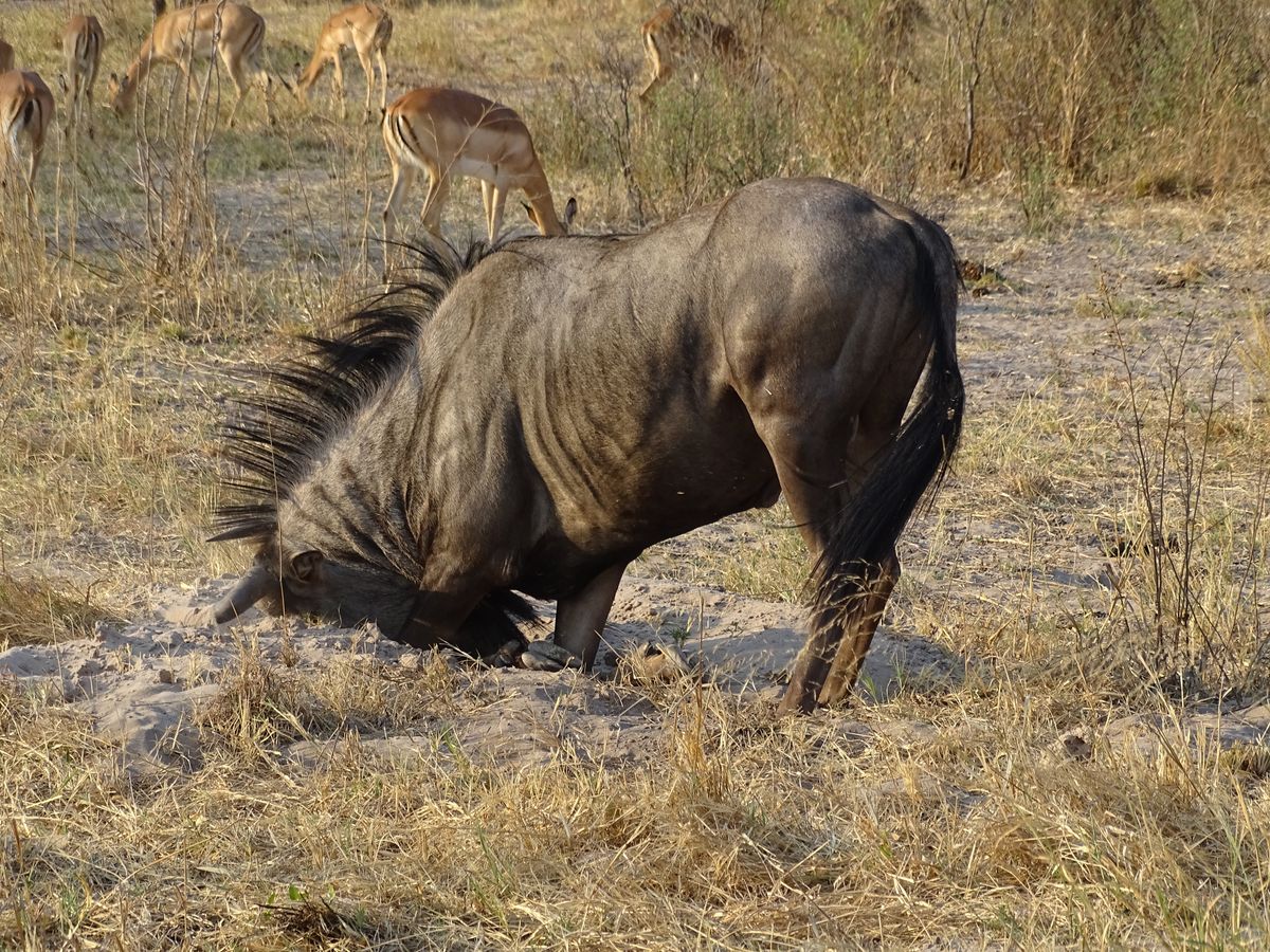Savuti gnu