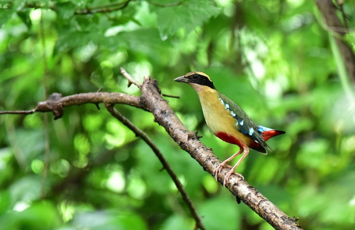 Lake Malawi angola pitta