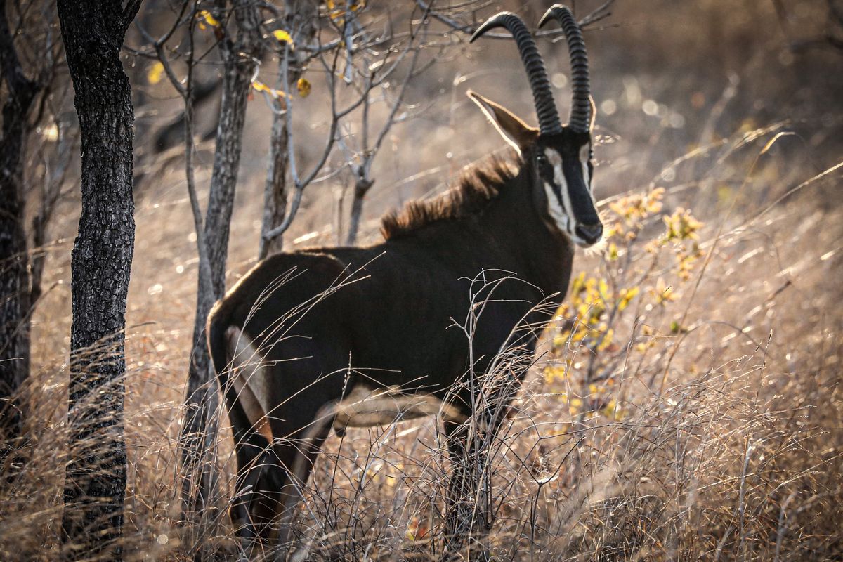 Majete sable antelope