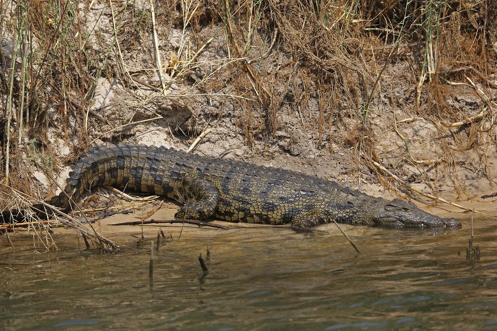 Kavango croc