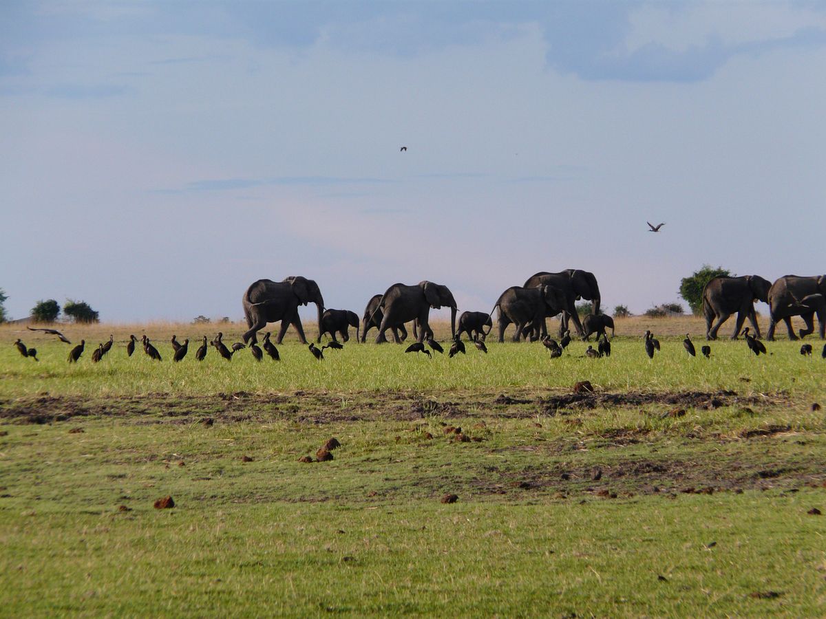 Chobe elephant herd